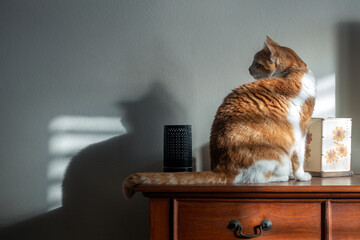 Close-up on a Ginger Cat sitting on top of a chest of drawers, seen from its back, head turned around, looking attentively, its shadow on the wall.