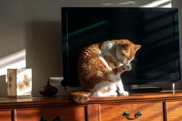 Close-up on a Ginger Cat sitting on top of a chest of drawers, in front of a television set, eyes closed, licking its raised left paw, bathed by the morning sun.