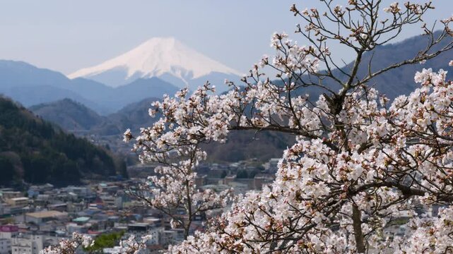 Mount Fuji over Cherry Blossoms and Otsuki City Captured from the Middle of Mt. Iwadono (TILT DOWN)