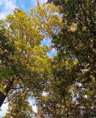 Sunny forest canopy with green leaves and blue sky