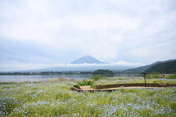 Mount Fuji Framed by Forget-Me-Nots Flowers on Lake Kawaguchi at Oishi Park, Japan in Summer