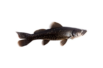 Poecilia Petenensis: A poecilia petenensis isolated a simple aquatic animal photo.