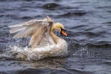 Beautiful and Exquisite Mute Swan Bathing in a Lake Surrounded by Water Droplets Creating an Abstract Feel