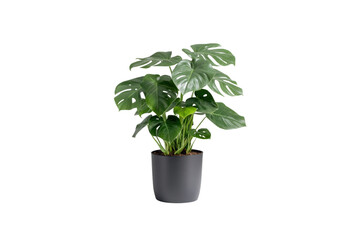 Monstera Plant in Pot: A captivating Monstera plant thrives, its lush, vibrant green leaves elegantly displayed in a simple dark pot, a symbol of freshness.