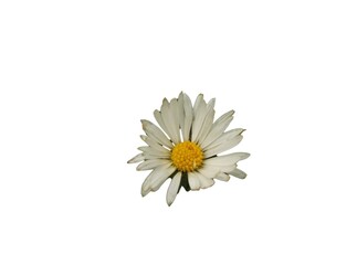 Oxeye daisy flower isolated on a white background 