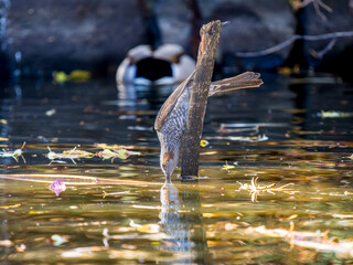 杭にとまるヒヨドリ