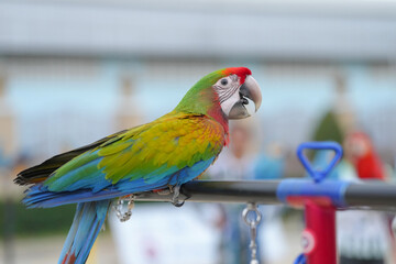 shamrock macaw,hybrid macaw parrot free flying bird