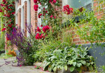 Facade garden with roses against a red brick wall. Green facade, urban gardening. Geveltuin,...