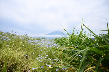 Mount Fuji Framed by Forget-Me-Nots Flowers at Oishi Park, Japan in Summer