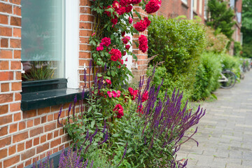 Facade garden with roses against a red brick wall. Green facade, urban gardening. Geveltuin,...