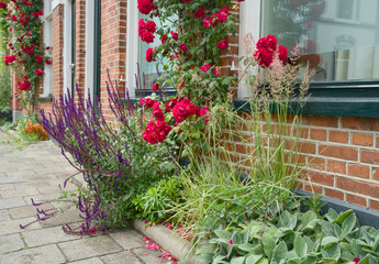 Facade garden with roses against a red brick wall. Green facade, urban gardening. Geveltuin,...