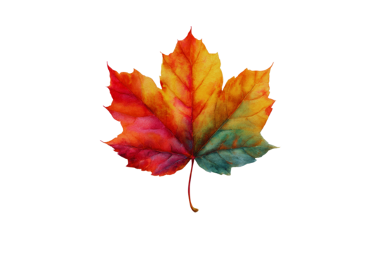 Vibrant autumn maple leaf watercolor painting isolated transparent background perfect for fall designs