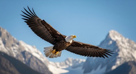 Fototapeta premium Majestic Bald Eagle Soaring Over Snowy Mountain Peaks
