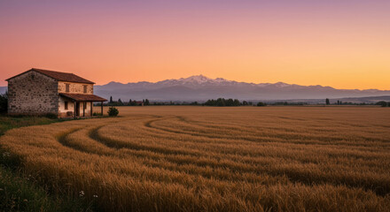 Beautiful wheat field at sunrise or sunset with farm house
