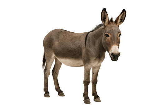 donkey standing isolated on transparent background, farm animal portrait for agriculture, livestock, and nature concept