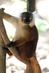 Lémur noir - Madagascar