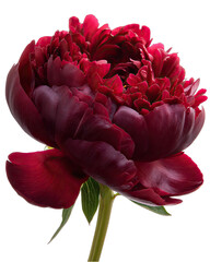 Close-up of a rich burgundy peony