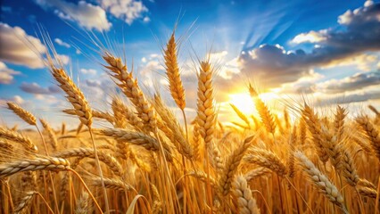 Mature Wheat Stalks With Golden