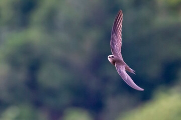 Pallid swift in flight wiyh green natural background. Copy space. Apus pallidus.