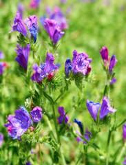 flores malvas silvestres de primavera en campo verde