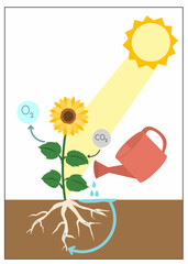 Educational vector showing photosynthesis process in a sunflower with sunlight, water, and oxygen-carbon cycle.