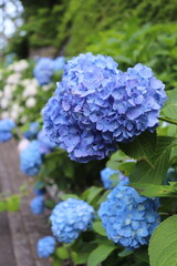 あじさい