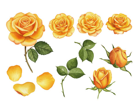 Vector watercolor yellow rose / 水彩テイストの黄色いバラ
