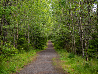 Fototapeta premium Straight Forest Trail Through Green Trees