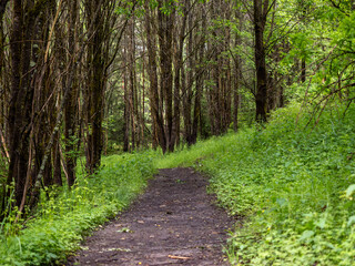 Woodland Trail Surrounded by Summer Vegetation