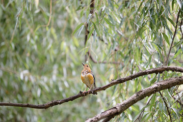 Orange-headed Thrush (Geokichla citrina)