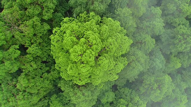 Aerial View of Lush Green Forest Canopy with Dense Tropical Vegetation in Summer Light