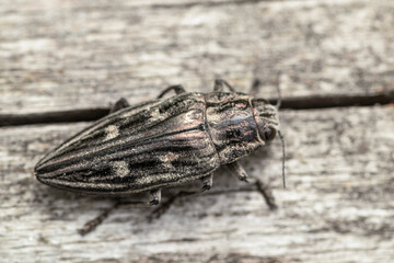 A large black beetle (Buprestidae) crawls up a tree