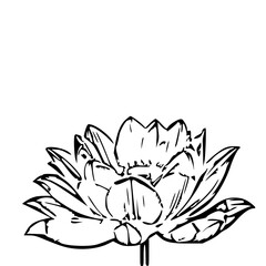 vector illustration of lotus flower