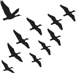 A versatile vector set of flying bird silhouettes illustrating freedom in nature