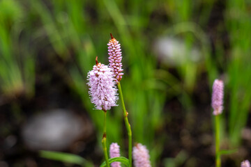 Close-up of Persicaria bistorta (common bistort) flowers blooming in a peat bog in the Tatra...
