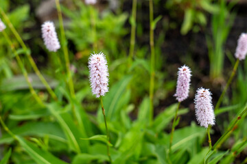 Close-up of Persicaria bistorta (common bistort) flowers blooming in a peat bog in the Tatra...
