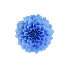 Blue dahlia flower isolated on white or transparent background. Top view