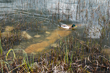 Fototapeta premium Male mallard duck (Anas platyrhynchos) swimming among reeds in shallow water near the shore of Štrbské pleso, High Tatras, Slovakia.
