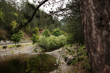 Peaceful view of Kamisna river flowing through a green forest valley in Mokra Gora, Serbia in spring season.