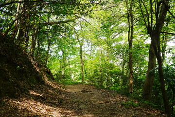 Obraz premium Chichibu Hodosan Walking Path in Saitama, Japan - 日本 埼玉県 秩父 長瀞 宝登山 山道