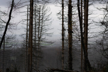 Fototapeta premium Landscapes