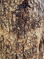 Tree texture in the garden for nature and environment background.