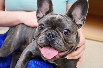 Fototapeta premium French bulldog enjoys cuddles with a person indoors during a cozy afternoon