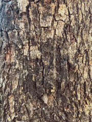 Tree texture in the garden for nature and environment background.