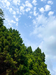 Pine leaves on the mountain in the park