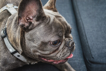 French bulldog relaxing on a couch at home, showcasing calm demeanor and playful expression