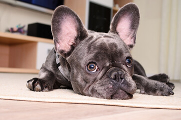 French bulldog relaxing on a soft rug in a cozy living room during daytime