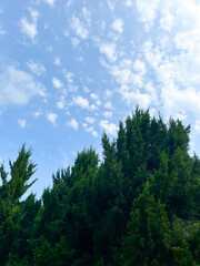 Pine leaves on the mountain in the park