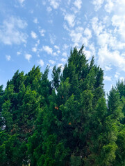 Pine leaves on the mountain in the park
