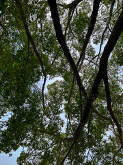 The branches and leaves of a large banyan tree provide shade.